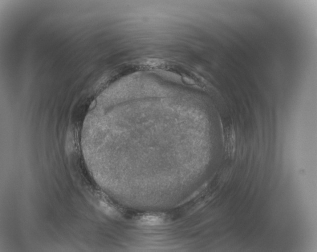 X0000078870236200612111722