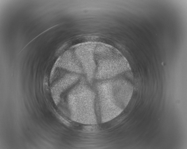 X0000078870238200612111721