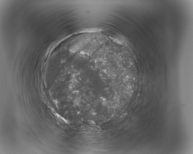 X0000078870337200612111719