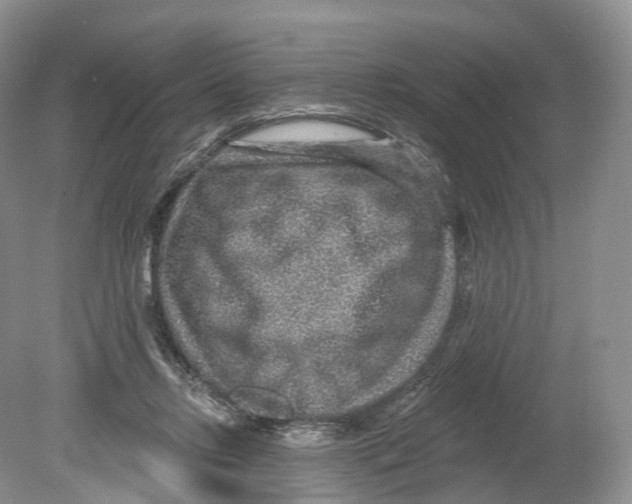 X0000078870358200612111719