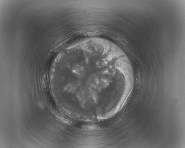 X0000078870503200612111717