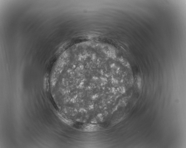 X0000078870527200612111717