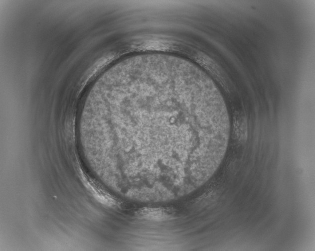 X0000078870534200612111716