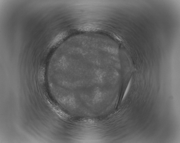 X0000078870735200612111713