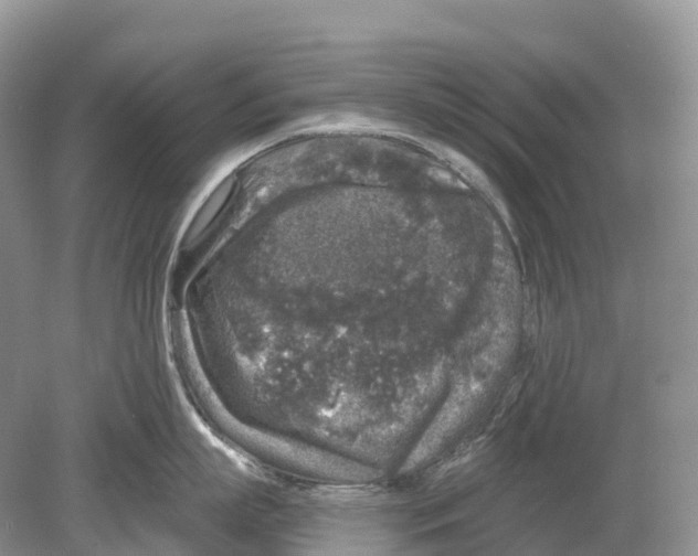 X0000078870863200612111712