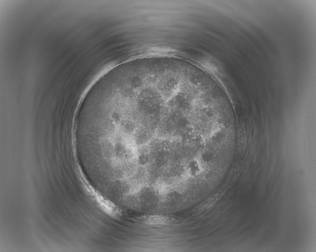 X0000078871235200612111705