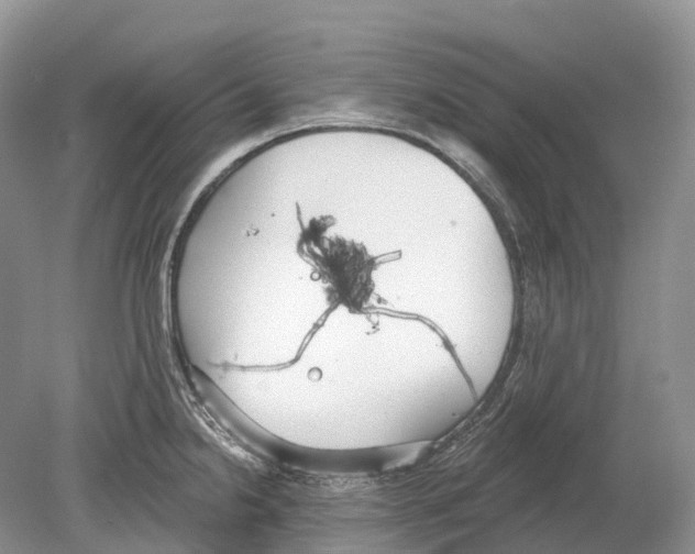 X0000078871238200612111705