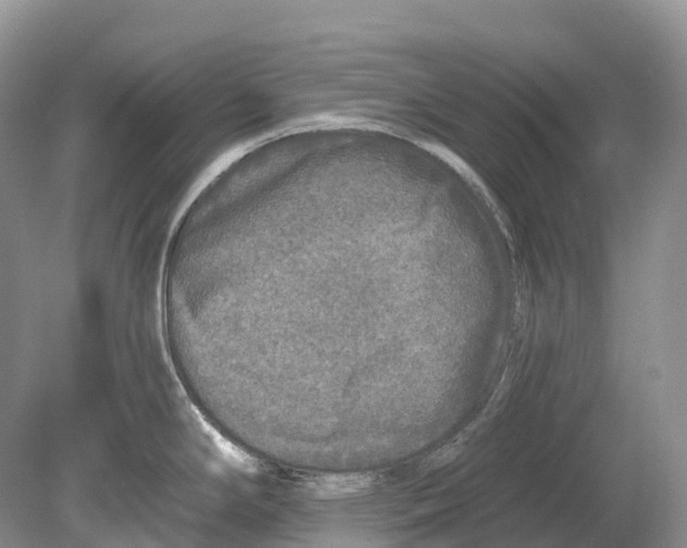 X0000078871294200612111704