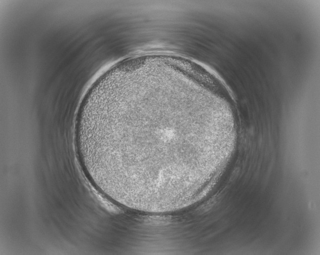 X0000078871333200612111703