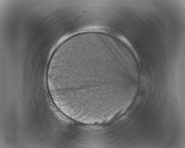 X0000078871336200612111703