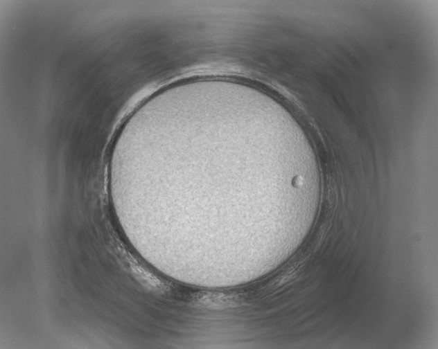 X0000078871366200612111702