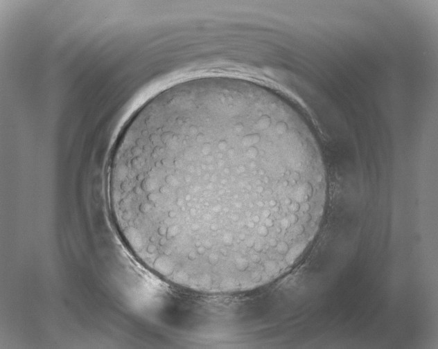 X0000078871514200612111700