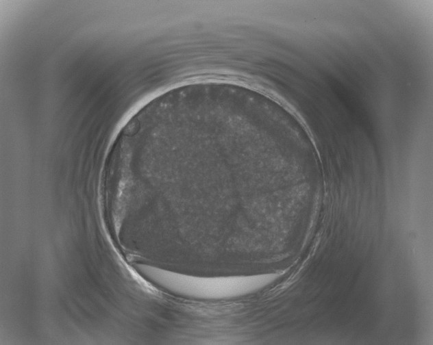 X0000078871533200612111700