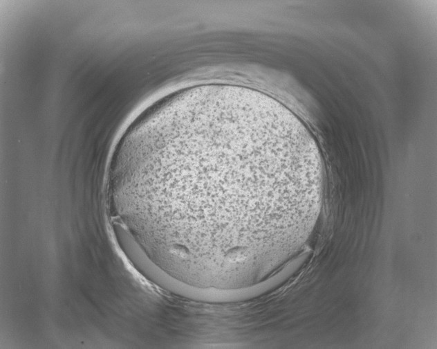 X0000078871536200612111700