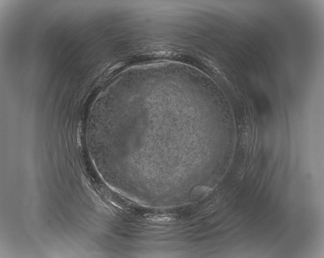X0000078880643200611271328