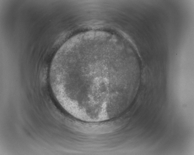 X0000078880018200612042036