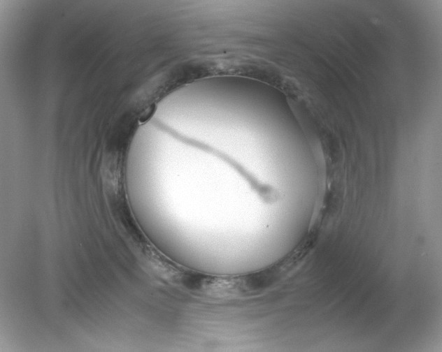 X0000078880129200612042034