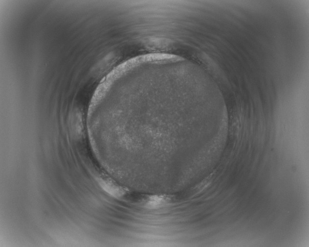 X0000078880130200612042034