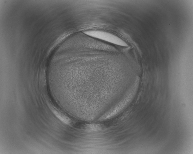 X0000078880250200612042031