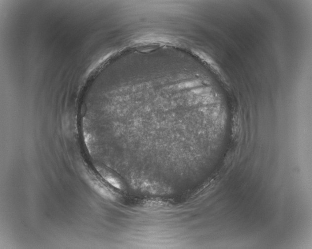 X0000078880399200612042029