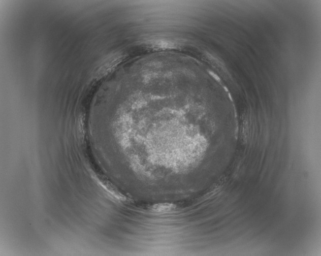 X0000078880410200612042029