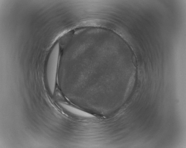 X0000078880434200612042028