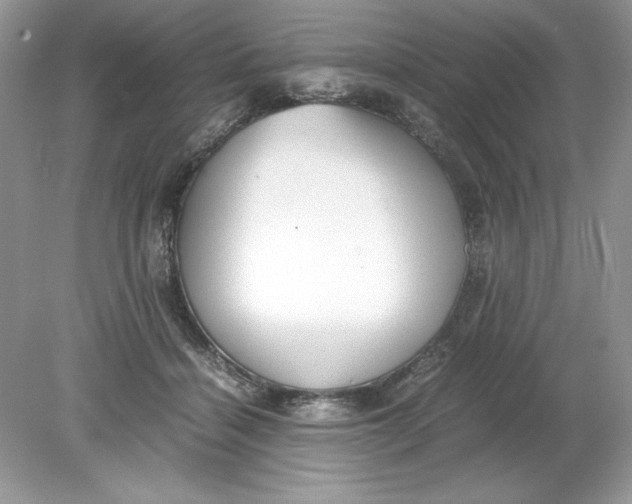 X0000078880460200612042029