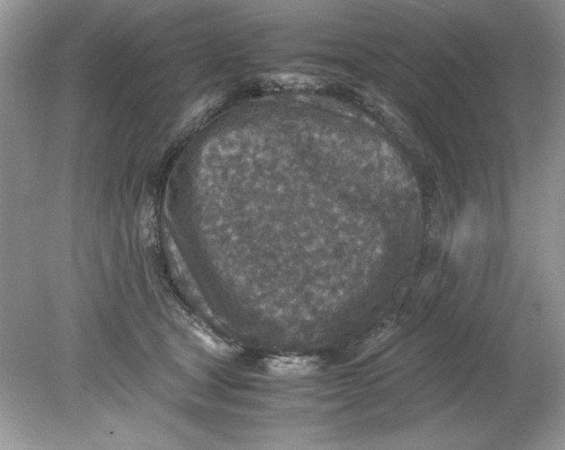 X0000078880465200612042029