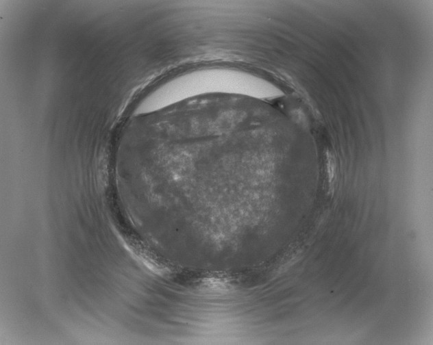 X0000078880496200612042028