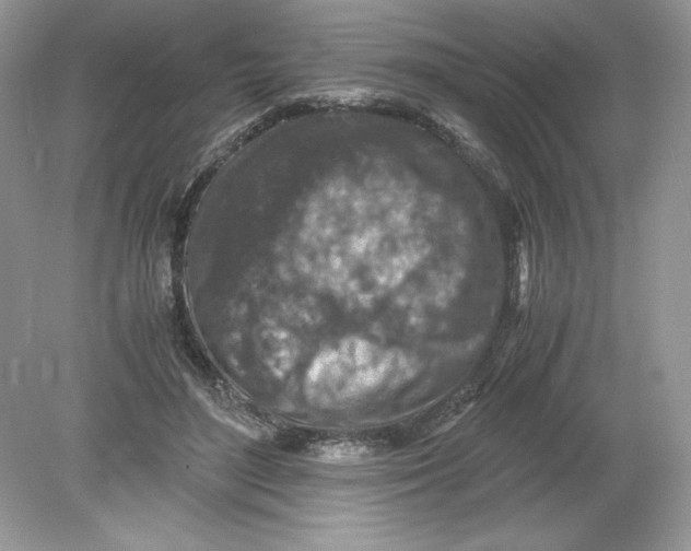 X0000078880500200612042028