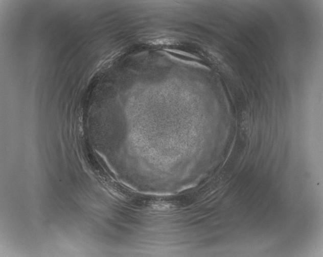 X0000078880547200612042027