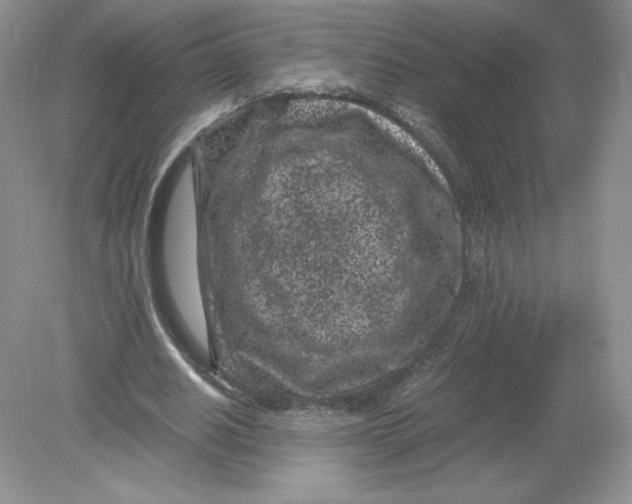 X0000078880630200612042025