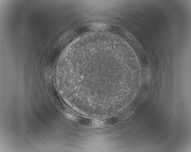 X0000078880701200612042024