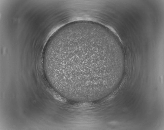 X0000078880879200612042021