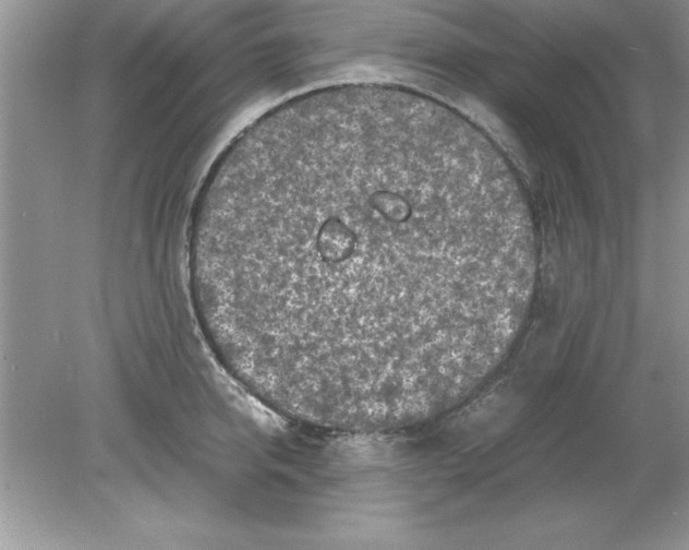 X0000078880950200612042021