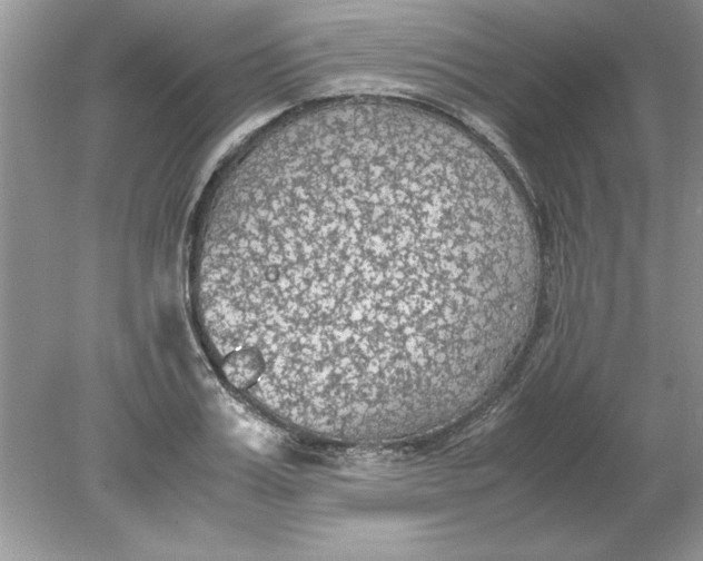 X0000078880987200612042019