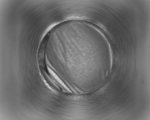 X0000078881030200612042019