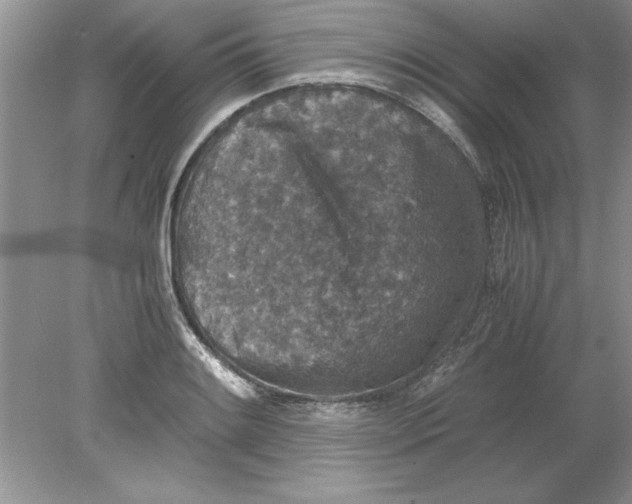 X0000078881084200612042018