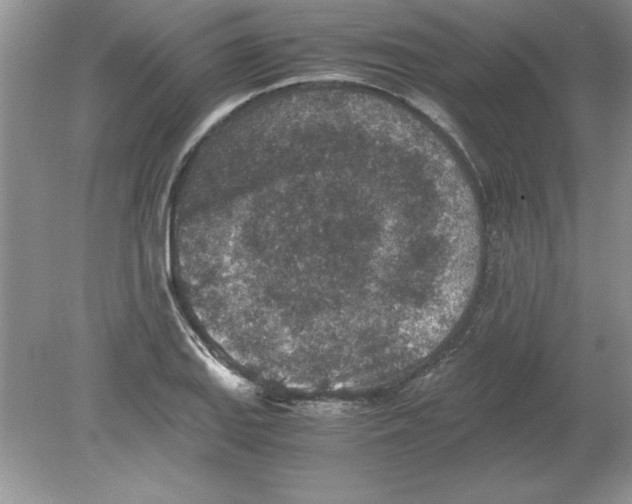 X0000078881127200612042017