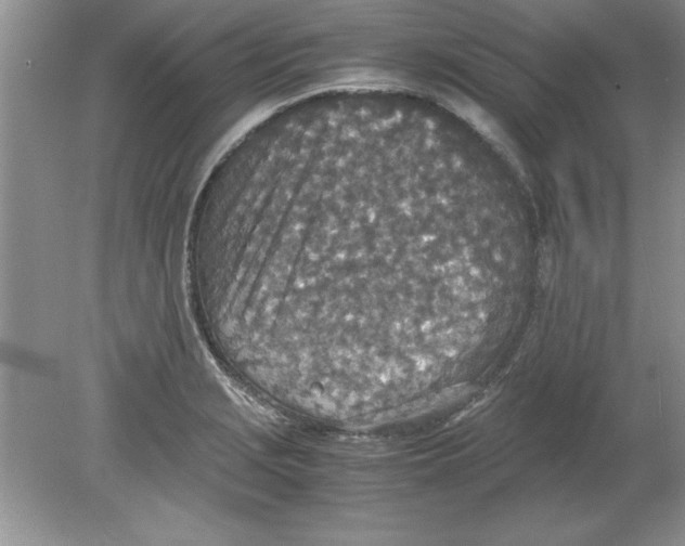 X0000078881229200612042015