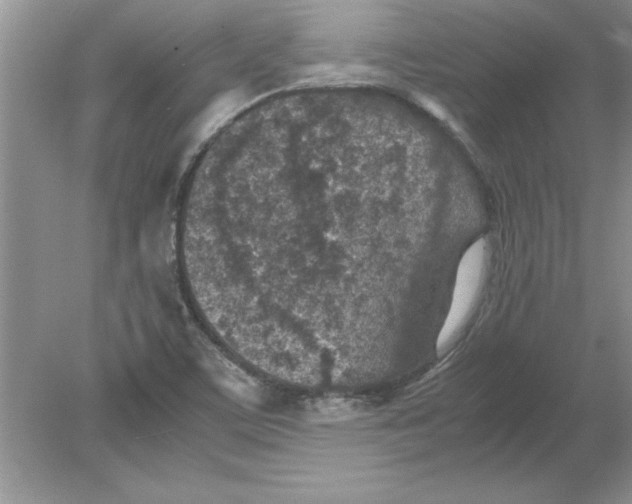 X0000078881459200612042011