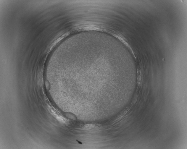 X0000078880390200612111745