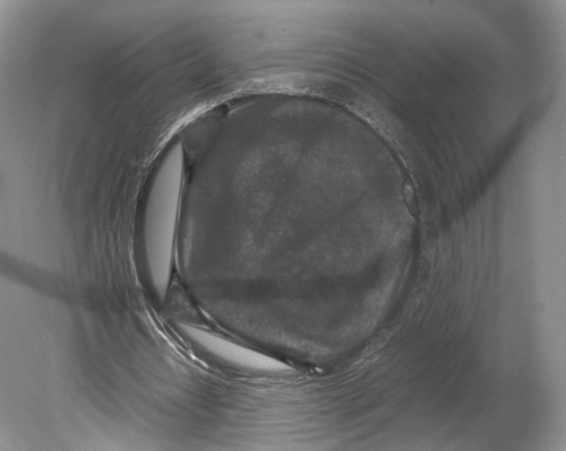 X0000078880434200612111743