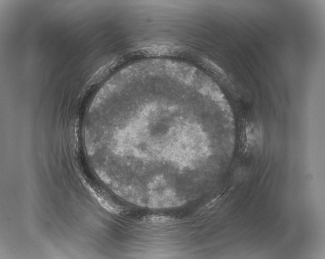 X0000078880590200612111741