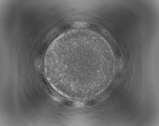 X0000078880701200612111740