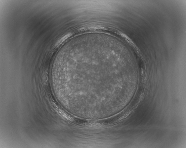 X0000078880785200612111738