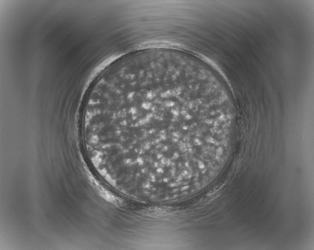 X0000078880995200612111735