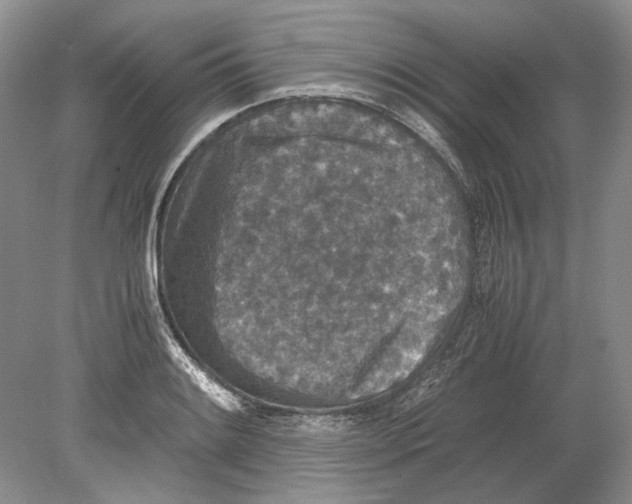 X0000078881084200612111733