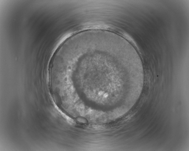 X0000078881095200612111733