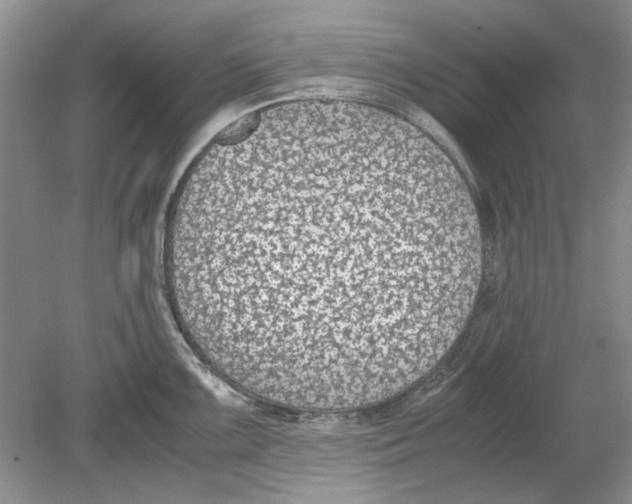 X0000078881099200612111733